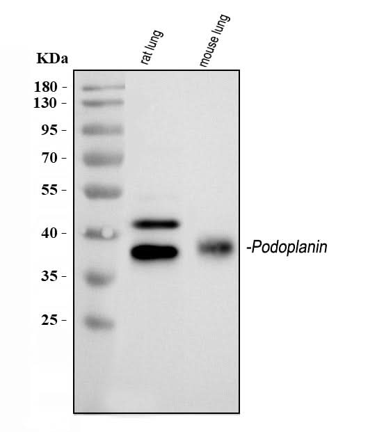 Anti-Podoplanin/gp36/PDPN Antibody Picoband® Boster Bio