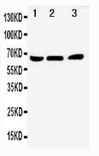 Anti-NUR77/NR4A1 Antibody Picoband® Boster Bio