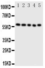 Anti-ERp57/PDIA3 Antibody Picoband® Boster Bio