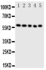 Anti-ERp57/PDIA3 Antibody Picoband® Boster Bio