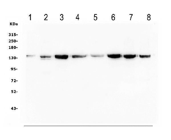 Anti-Myosin Phosphatase/PPP1R12A Antibody Picoband® Boster Bio