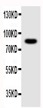 Anti-NLRP4G Antibody Picoband® Boster Bio