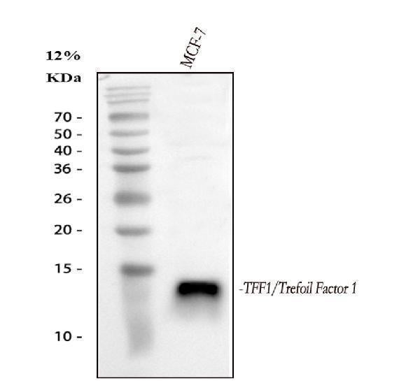 Anti-Estrogen Inducible Protein pS2/TFF1 Antibody Picoband® Boster Bio