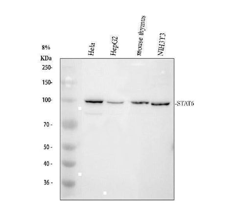 Anti-STAT6 Antibody Picoband® Boster Bio