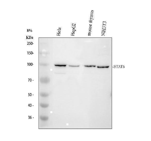 Anti-STAT6 Antibody Picoband® Boster Bio
