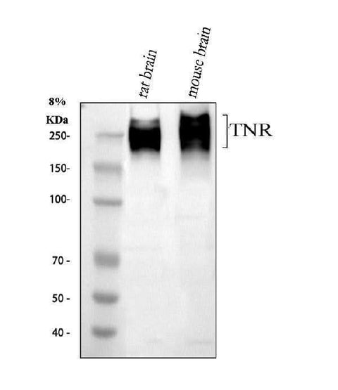 Anti-Tenascin-R TNR Antibody Picoband® Boster Bio