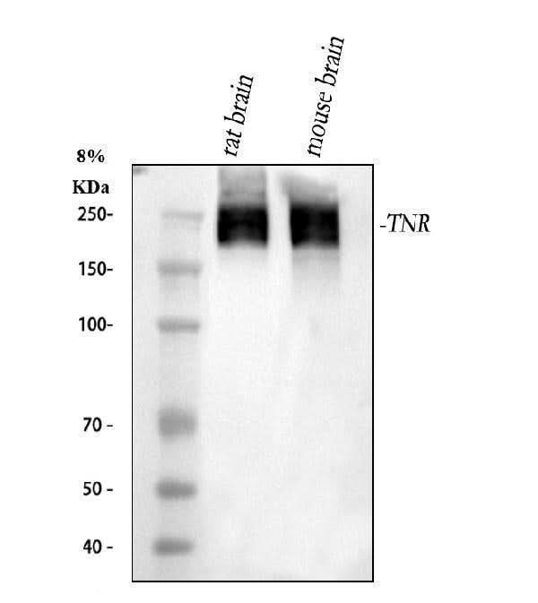 Anti-Tenascin-R TNR Antibody Picoband® Boster Bio
