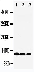Anti-Interleukin-13 IL13 Antibody Picoband® Boster Bio