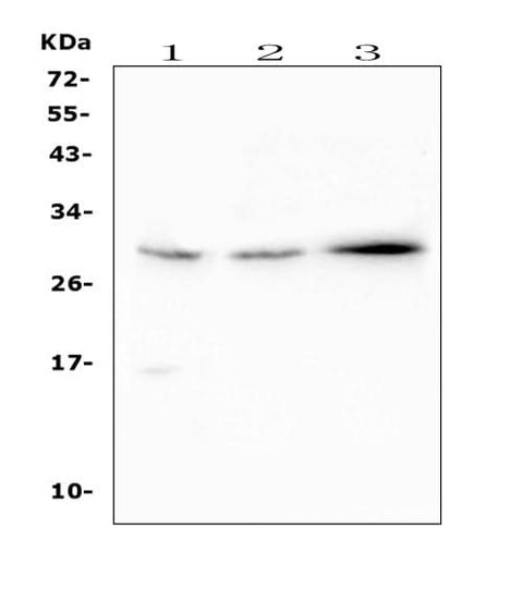Anti-SOCS3 Antibody Picoband® Boster Bio