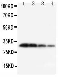 Anti-Kallikrein 1/KLK1 Antibody Picoband® Boster Bio