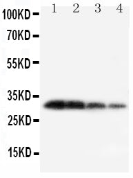Anti-Kallikrein 1/KLK1 Antibody Picoband® Boster Bio