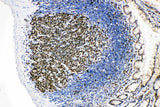 Anti-MCM2 Antibody Picoband® Boster Bio