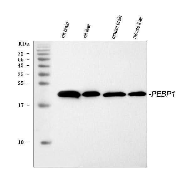 Anti-PBP/PEBP1 Antibody Picoband® Boster Bio