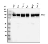 Anti-Replication factor C subunit 1 RFC1 Antibody Picoband® Boster Bio