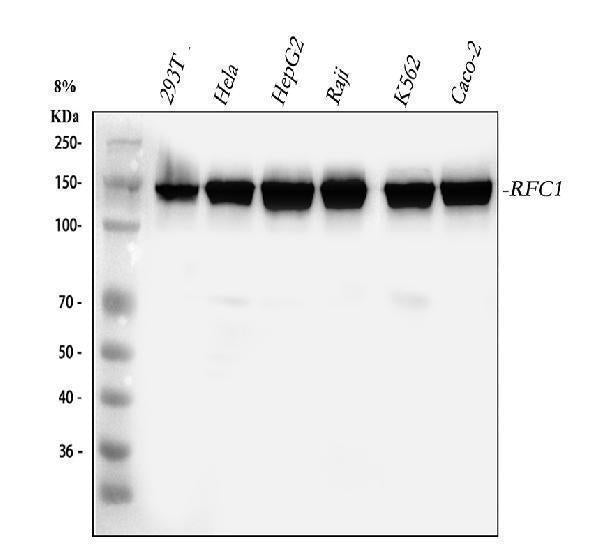 Anti-Replication factor C subunit 1 RFC1 Antibody Picoband® Boster Bio