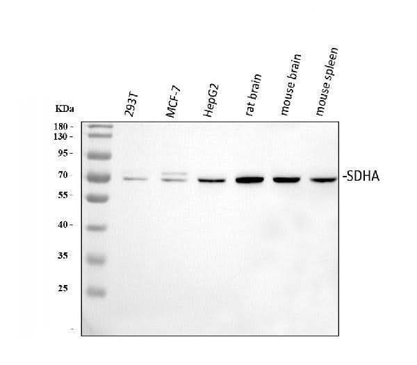 Anti-SDHA Antibody Picoband® Boster Bio