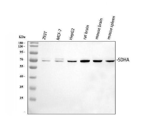 Anti-SDHA Antibody Picoband® Boster Bio