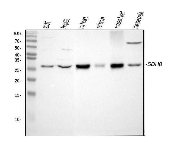 Anti-SDHB Antibody Picoband® Boster Bio
