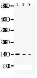 Anti-Interleukin-3 IL3 Antibody Picoband® Boster Bio