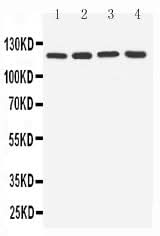 Anti-Toll-like receptor 7 TLR7 Antibody Picoband® Boster Bio