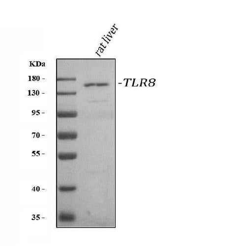 Anti-Toll-like receptor 8 TLR8 Antibody Picoband® Boster Bio