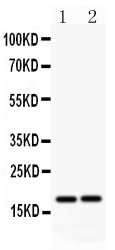 Anti-Caspase-8(p18)/CASP8 Antibody Picoband® Boster Bio