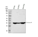 Anti-Granzyme B/GZMB Antibody Picoband® Boster Bio