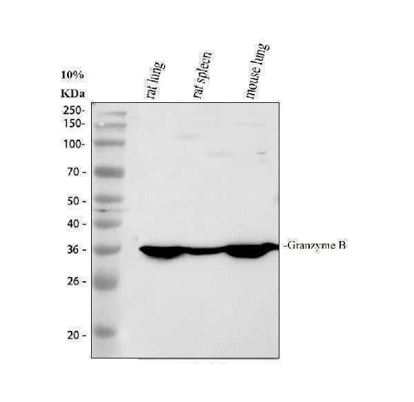 Anti-Granzyme B/GZMB Antibody Picoband® Boster Bio