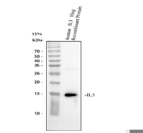 Anti-Interleukin-3 IL3 Antibody Picoband® Boster Bio