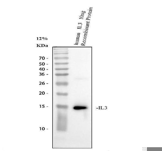 Anti-Interleukin-3 IL3 Antibody Picoband® Boster Bio