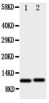Anti-GRO alpha/CXCL1 Antibody Picoband® Boster Bio
