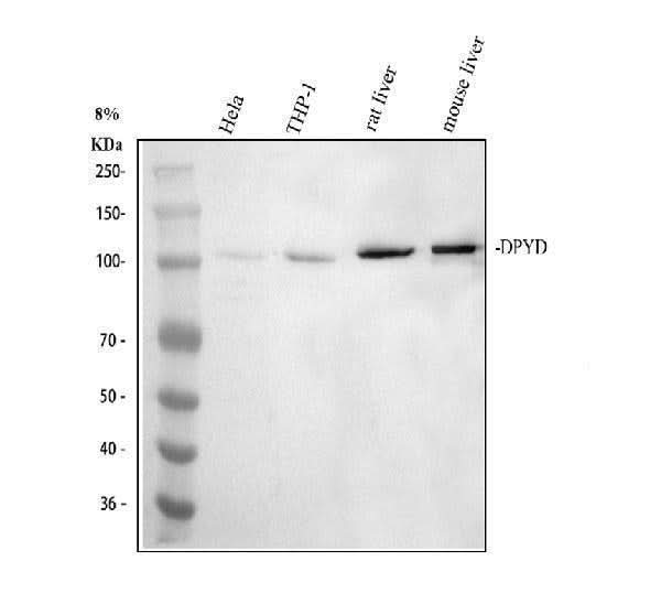 Anti-DPYD Antibody Picoband® Boster Bio