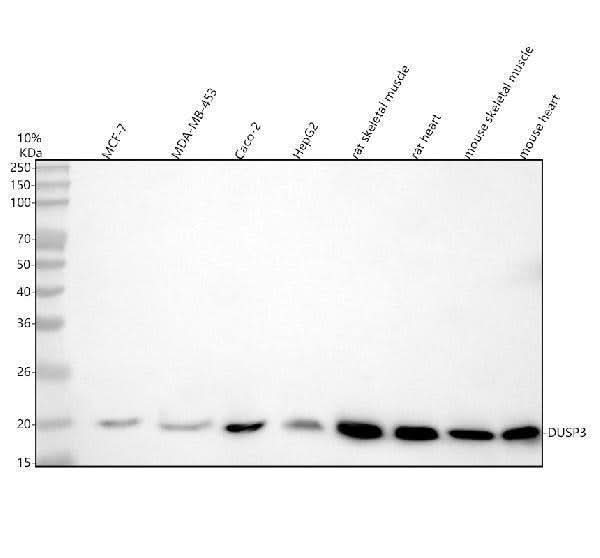 Anti-DUSP3 Antibody Picoband® Boster Bio