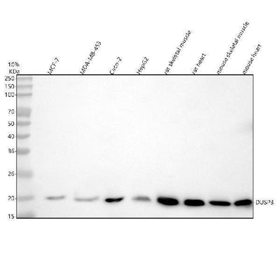 Anti-DUSP3 Antibody Picoband® Boster Bio