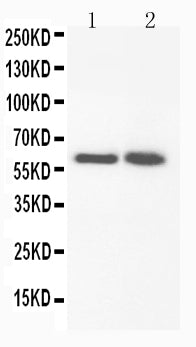 Anti-FMO3 Antibody Picoband® Boster Bio