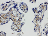 Anti-SNAP23 Antibody Picoband® Boster Bio