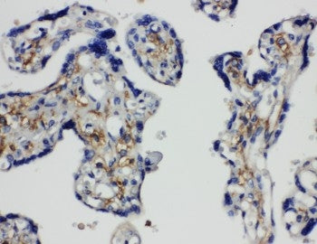 Anti-SNAP23 Antibody Picoband® Boster Bio