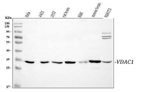 Anti-VDAC/Porin/VDAC1 Antibody Picoband® Boster Bio