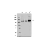 Anti-Aryl hydrocarbon Receptor/AHR Antibody Picoband® Boster Bio