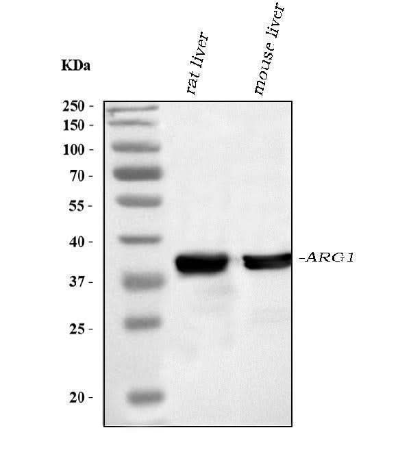 Anti-liver Arginase/ARG1 Antibody Picoband® Boster Bio
