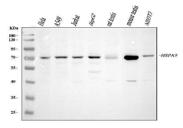 Anti-Grp75/HSPA9 Antibody Picoband® Boster Bio