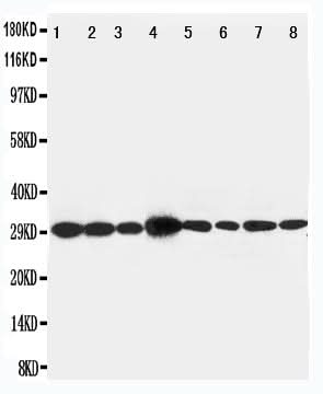 Anti-LIM and SH3 domain protein 1 LASP1 Antibody Picoband® Boster Bio