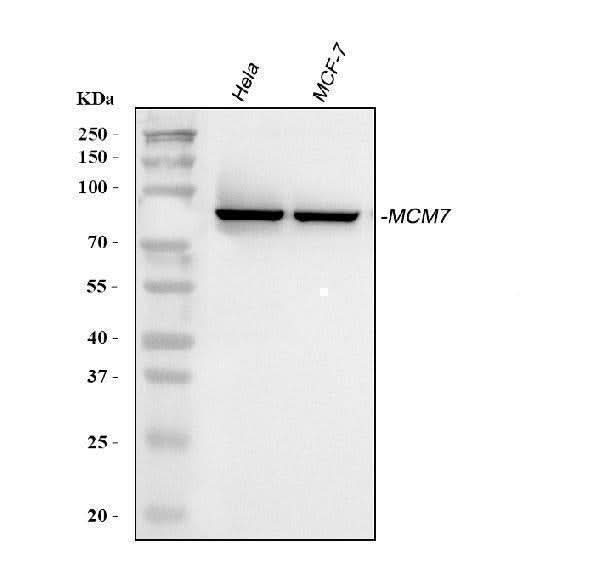 Anti-MCM7 Antibody Picoband® Boster Bio