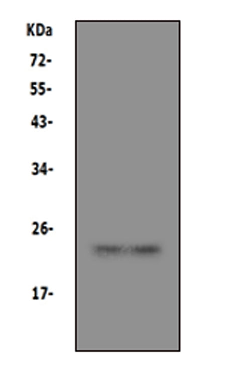 Anti-Prion protein PrP/PRNP Antibody Picoband® Boster Bio