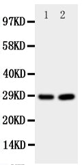 Anti-Prion protein PrP/PRNP Antibody Picoband® Boster Bio