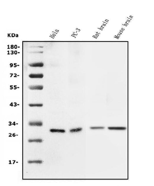 Anti-14-3-3 sigma/SFN Antibody Picoband® Boster Bio