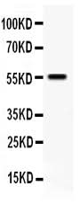 Anti-TFPI Antibody Picoband® Boster Bio
