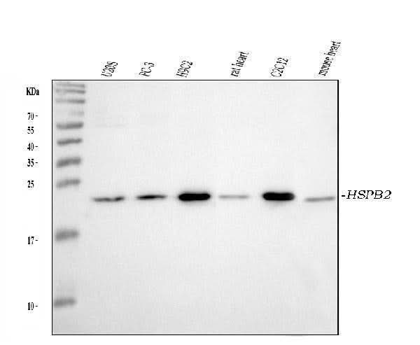 Anti-Heat shock protein beta-2 HSPB2 Antibody Picoband® Boster Bio