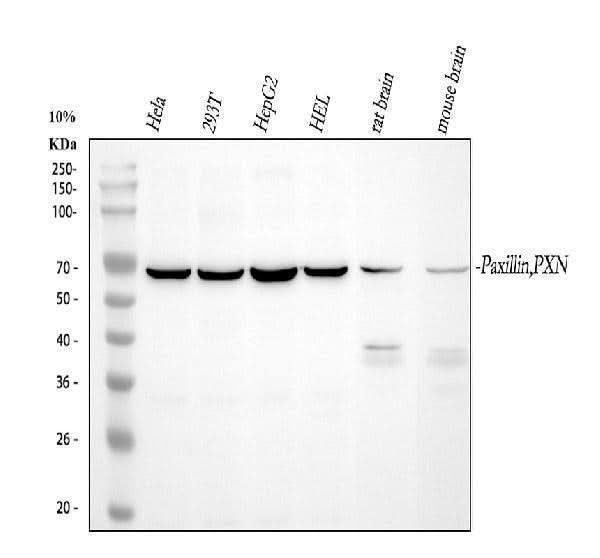 Anti-Paxillin/PXN Antibody Picoband® Boster Bio