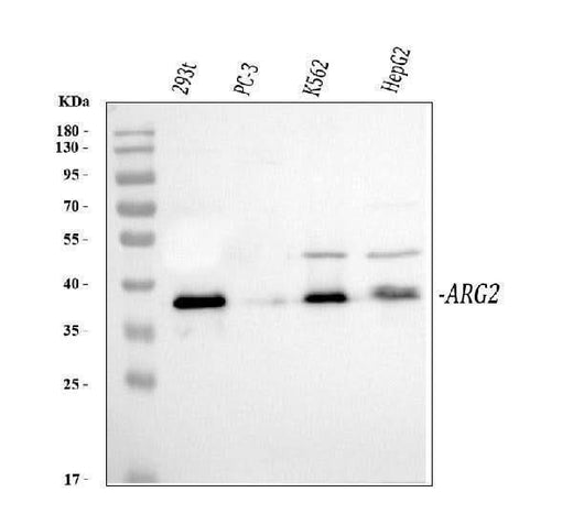 Anti-Arginase-2, mitochondrial Arg2 Antibody Picoband® Boster Bio